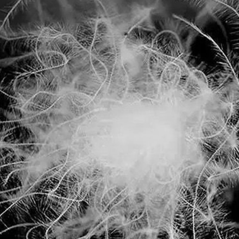 Piumino d'anatra bianca pura all'80%. Piumino d'anatra bianca pura all'80%.