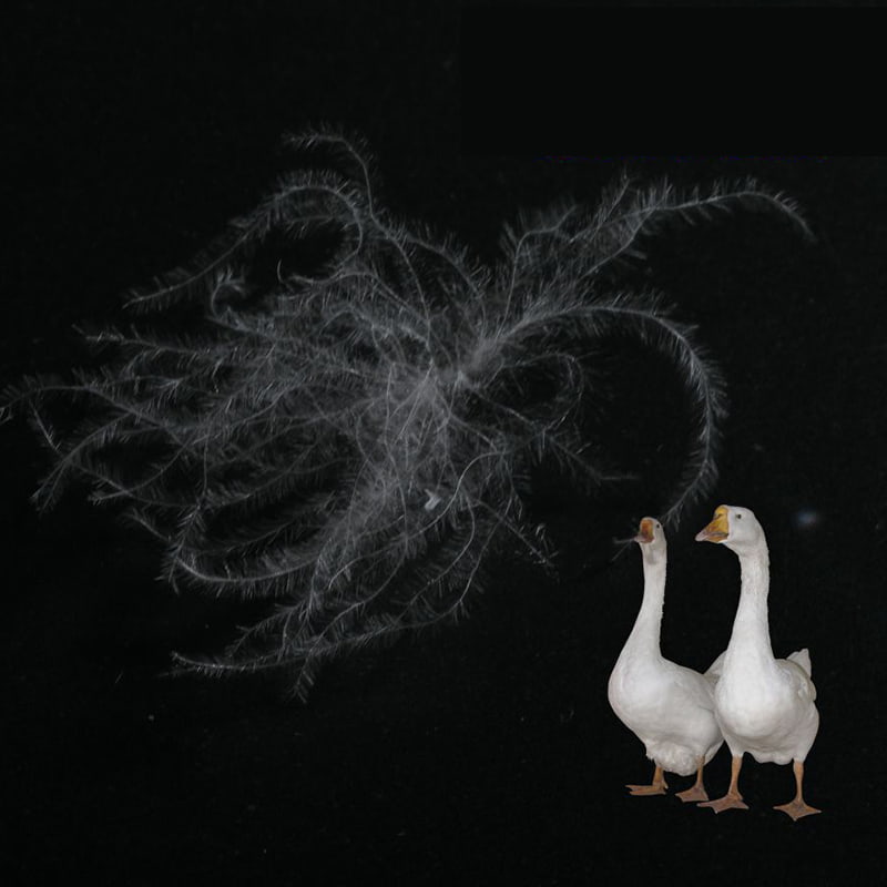 Piumino d'anatra bianca pura all'80%. Piumino d'anatra bianca pura all'80%.